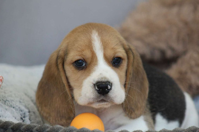 Le Bois De La Brousse - Beagle - Portée née le 27/02/2024