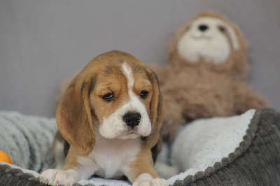 Le Bois De La Brousse - Beagle - Portée née le 27/02/2024