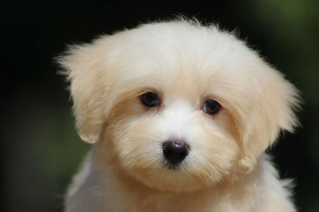 Le Bois De La Brousse - Chiots disponibles - Coton de Tulear