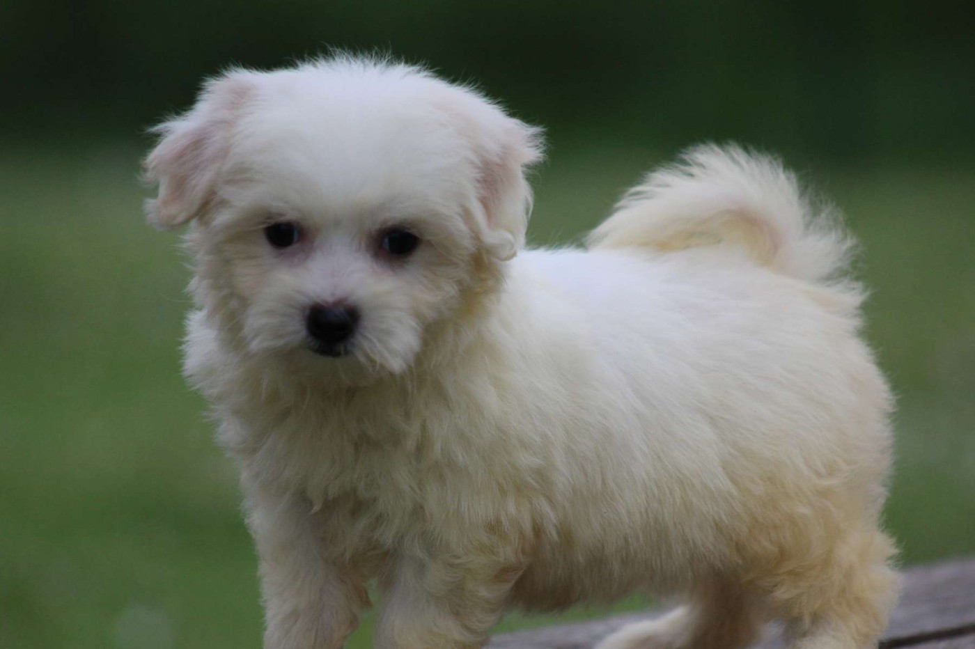 Le Bois De La Brousse - Chiots disponibles - Coton de Tulear