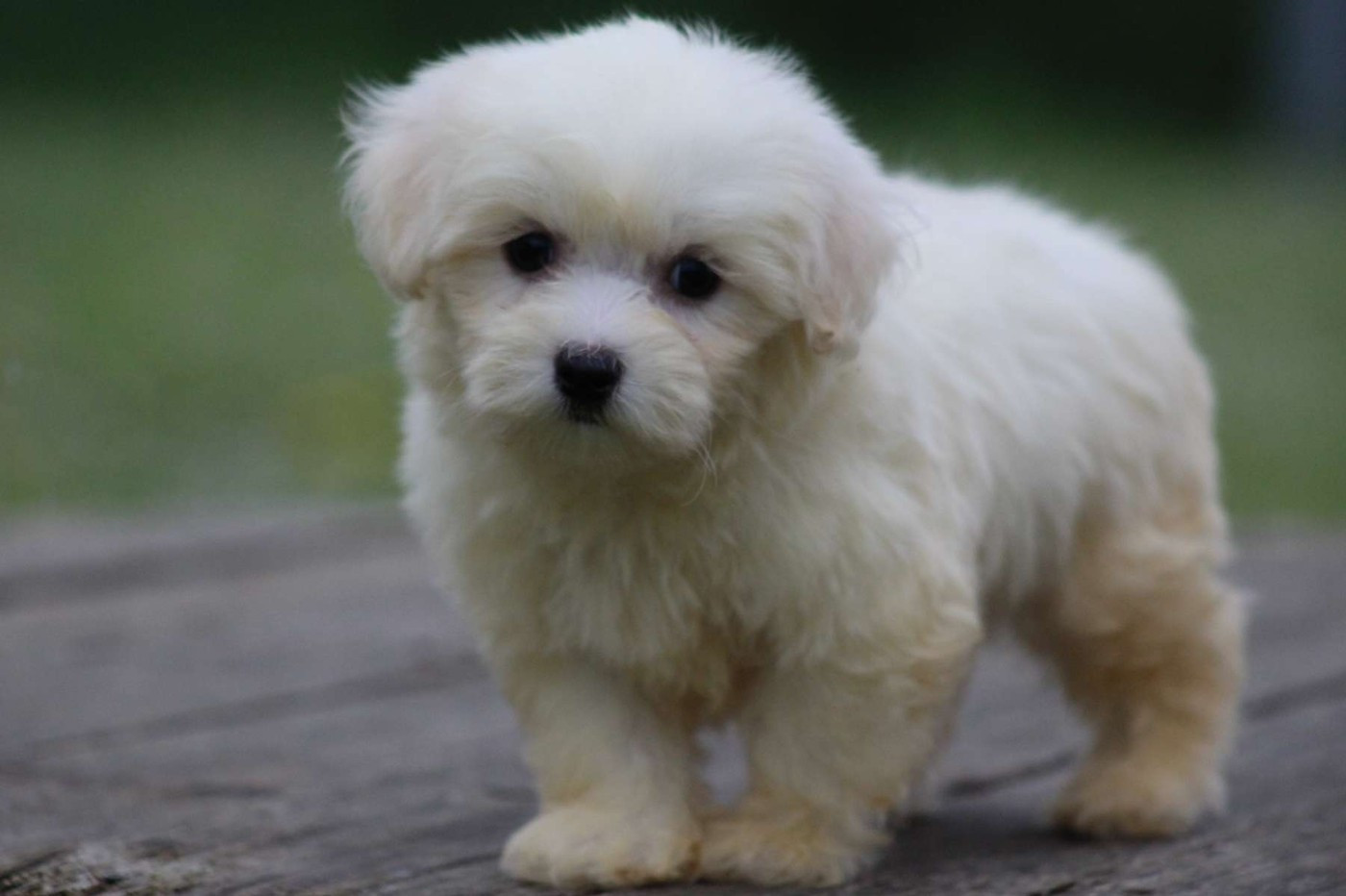 Le Bois De La Brousse - Chiots disponibles - Coton de Tulear
