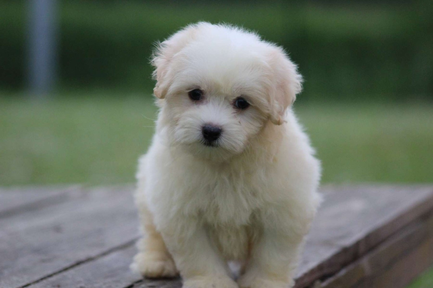 Le Bois De La Brousse - Chiots disponibles - Coton de Tulear