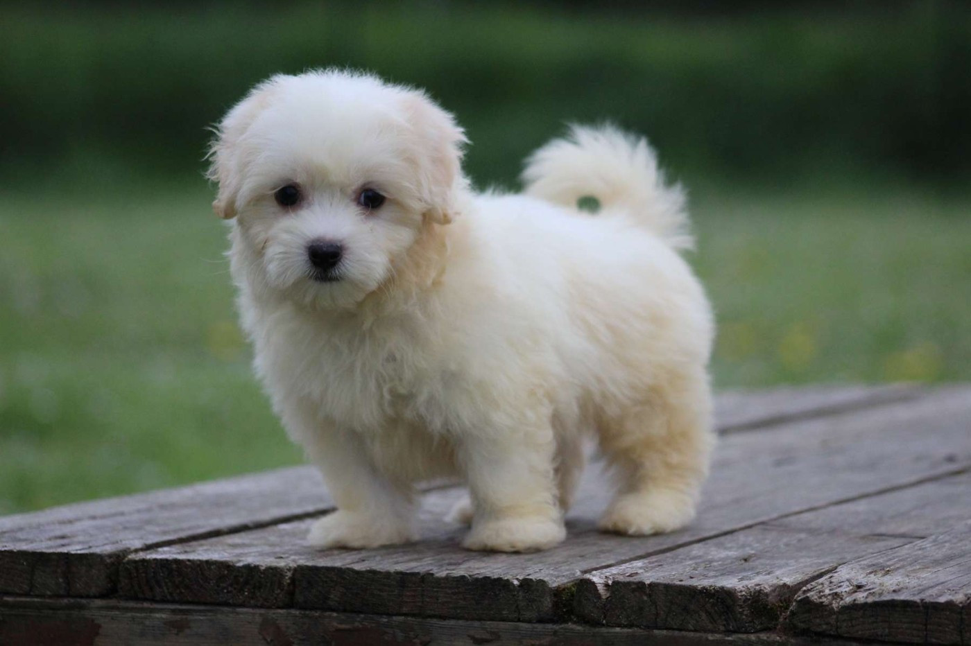 Le Bois De La Brousse - Chiots disponibles - Coton de Tulear