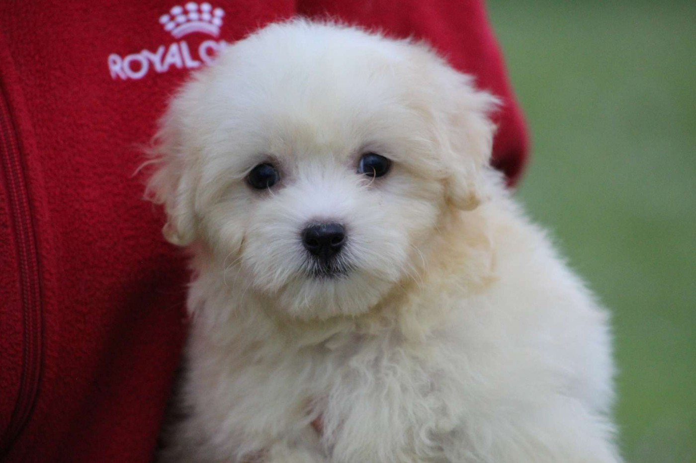 Le Bois De La Brousse - Chiots disponibles - Coton de Tulear