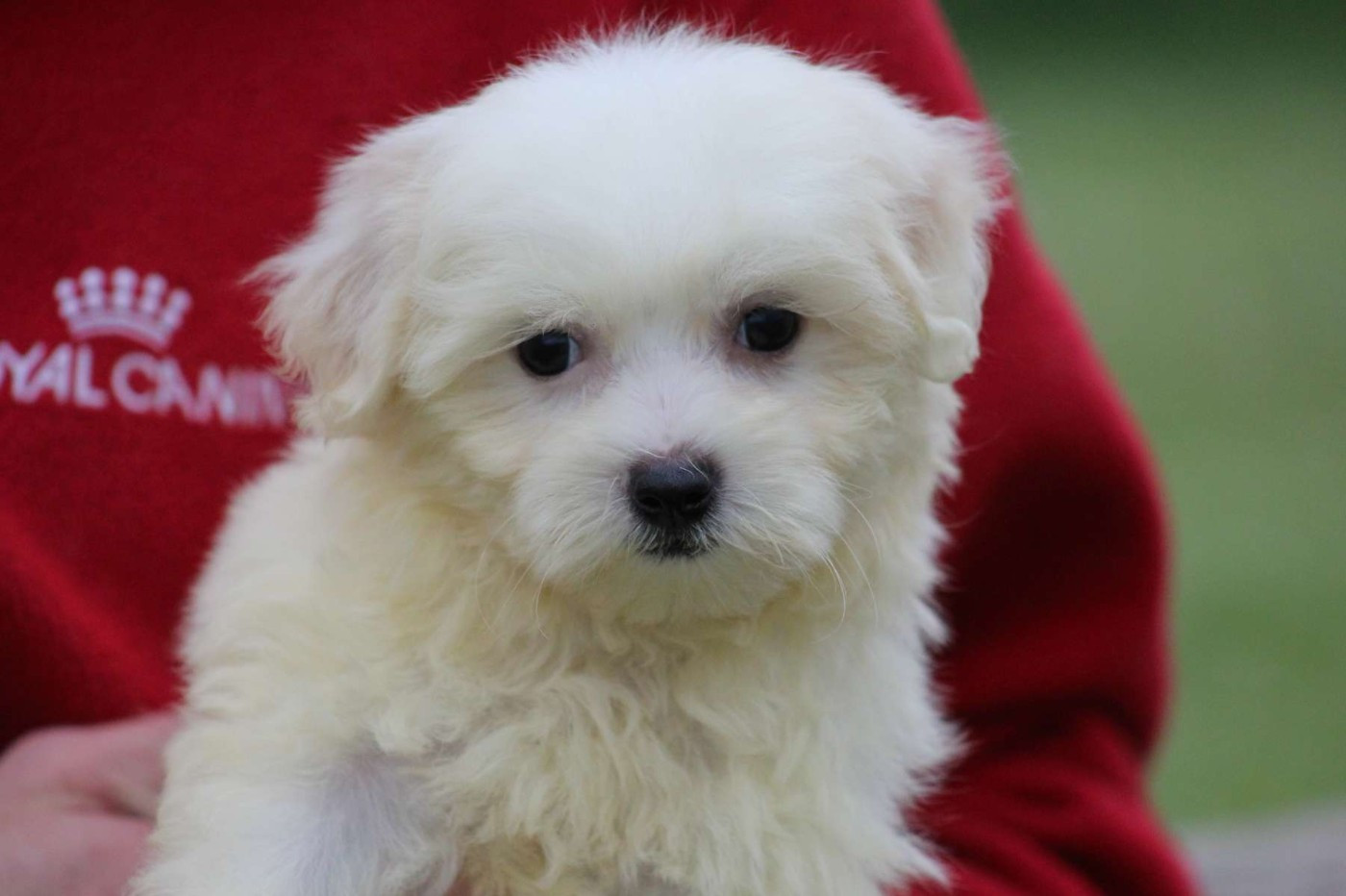 Le Bois De La Brousse - Chiots disponibles - Coton de Tulear