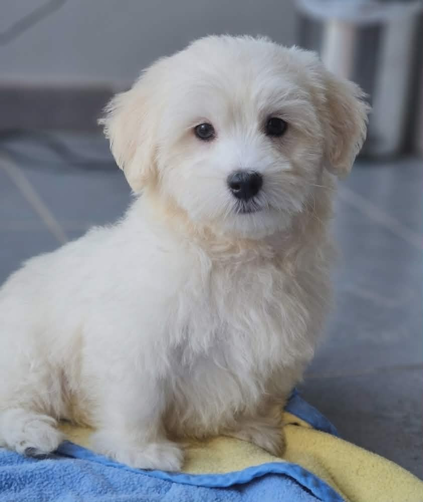 Le Bois De La Brousse - Chiots disponibles - Coton de Tulear