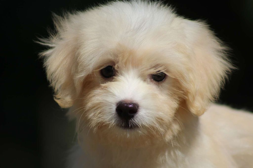Le Bois De La Brousse - Chiots disponibles - Coton de Tulear