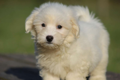 BENJI