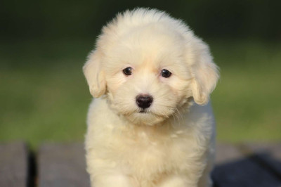 BENSON