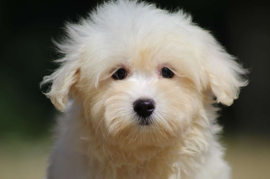 Le Bois De La Brousse - Chiots disponibles - Coton de Tulear