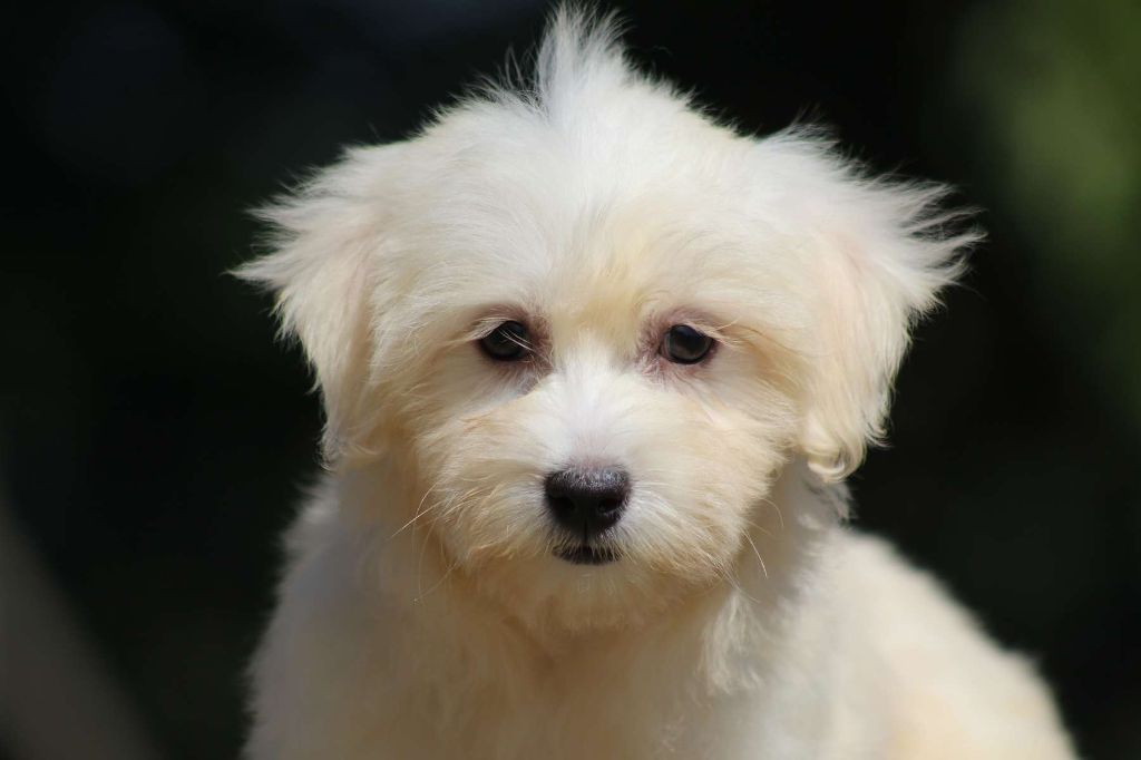 Le Bois De La Brousse - Chiots disponibles - Coton de Tulear